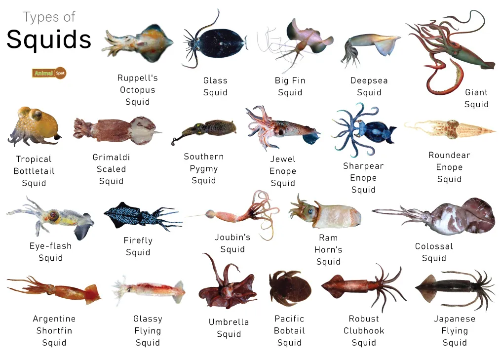 Various squid species displayed side by side showing size and color differences