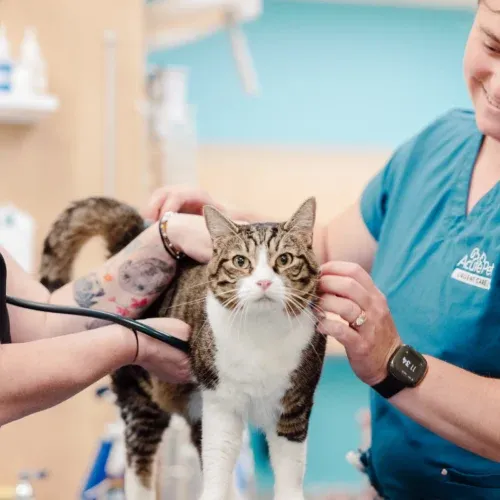 Veterinarian examining a cat during routine diagnostic assessment