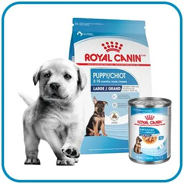 Puppy eating dry puppy food next to a bowl of wet puppy food