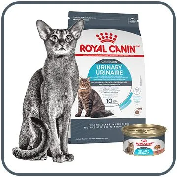 Cat eating from a bowl of Feline Care Nutrition cat food