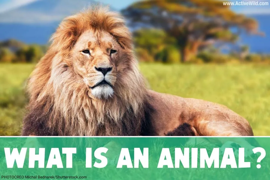 What Is An Animal