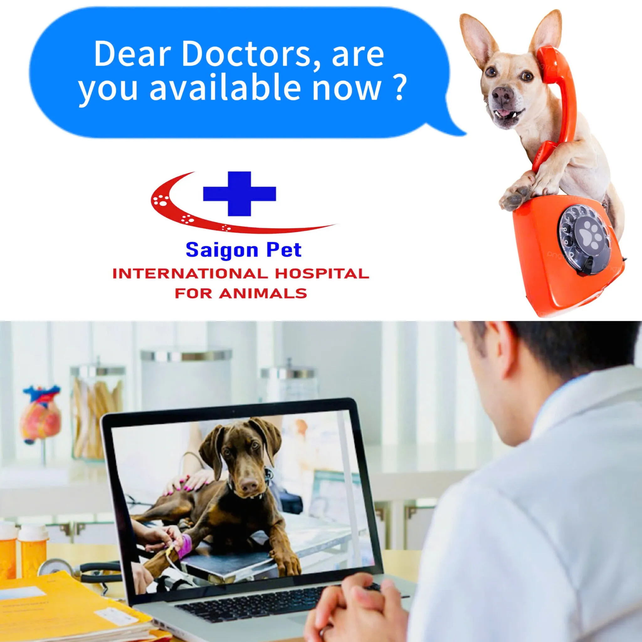 Veterinarian conducting a home visit consultation with a pet owner