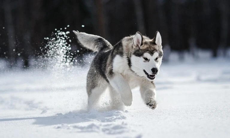 Akita Inu and Siberian Husky showing distinct body structures, tails, and coat features for breed comparison