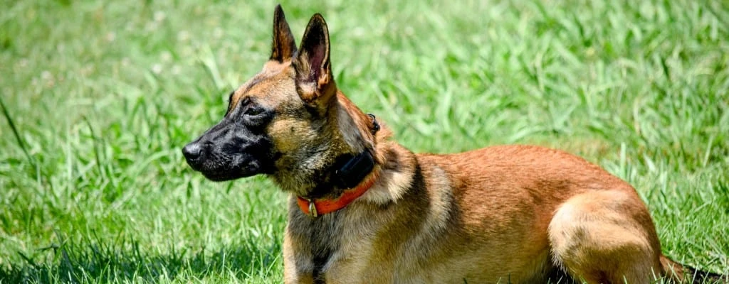 Belgian Malinois war dog standing alert with military handler in a realistic training environment
