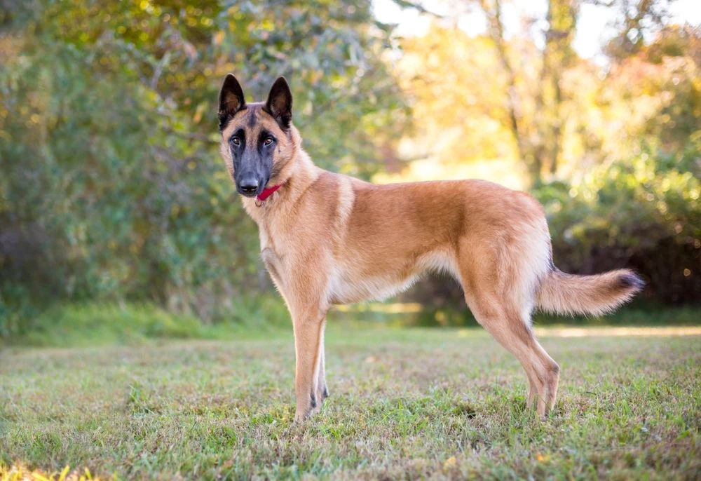 Belgian Malinois practicing obedience and focus exercises similar to working dog training