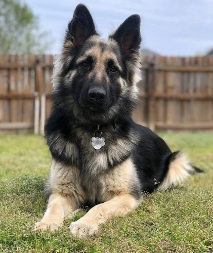 Full body black and tan German Shepherd showing saddle pattern and tan markings on legs chest and face