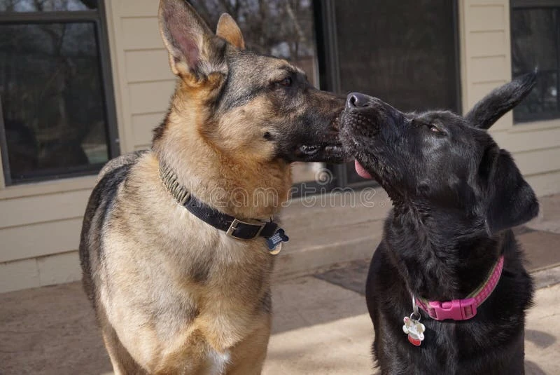 Black German Shepherd photographed from multiple angles showing coat, ears, and body structure clues