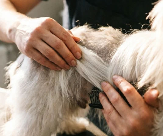 Chinese Crested Powder Puff coat being separated into sections during careful brushing with a grooming comb