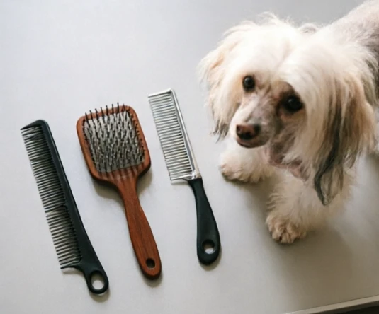 Grooming tools including pin brush, slicker brush, and metal comb beside a Chinese Crested Powder Puff coat