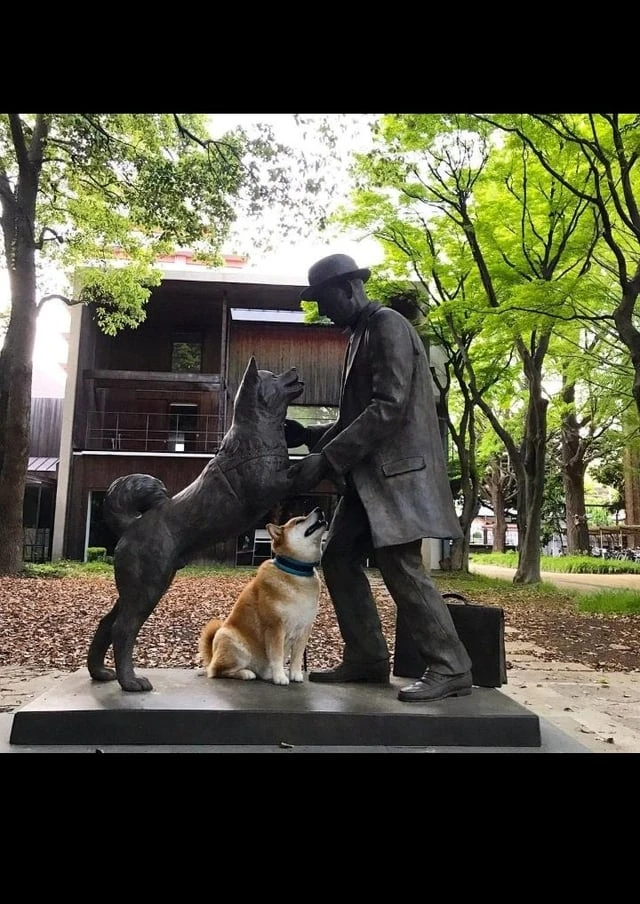 Akita dog resting near a train platform bench, embodying the devoted loyalty central to Hachi's story