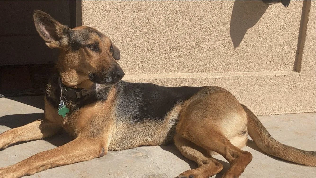 Free German Shepherd puppies for adoption near me shown as healthy young dogs ready for responsible homes