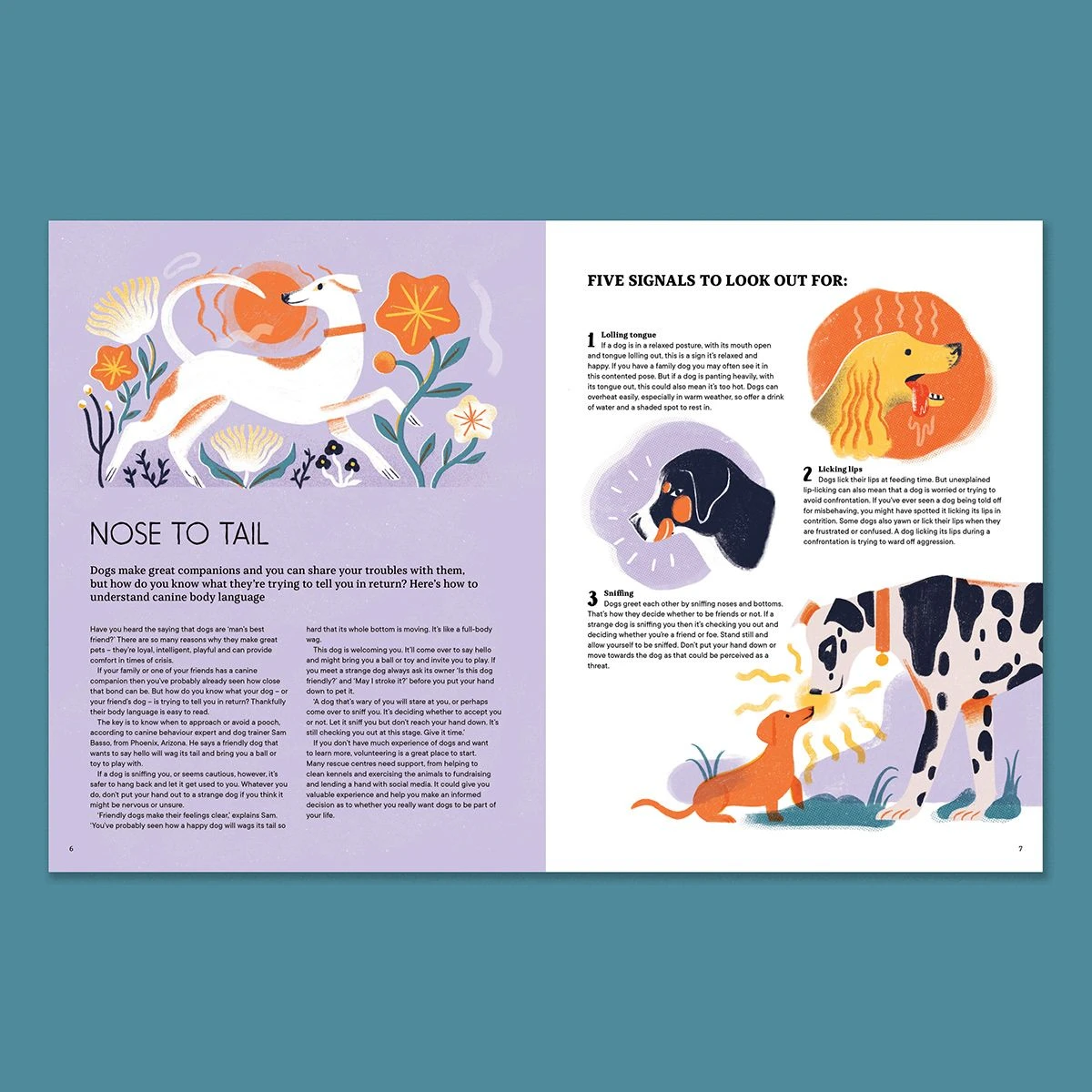 An open Gelert the dog book displaying colorful illustrations of a loyal hound and Welsh folklore scenes on a wooden table