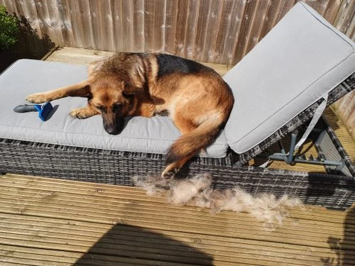 Undercoat rake gently moving through a long-haired German Shepherd during shedding season