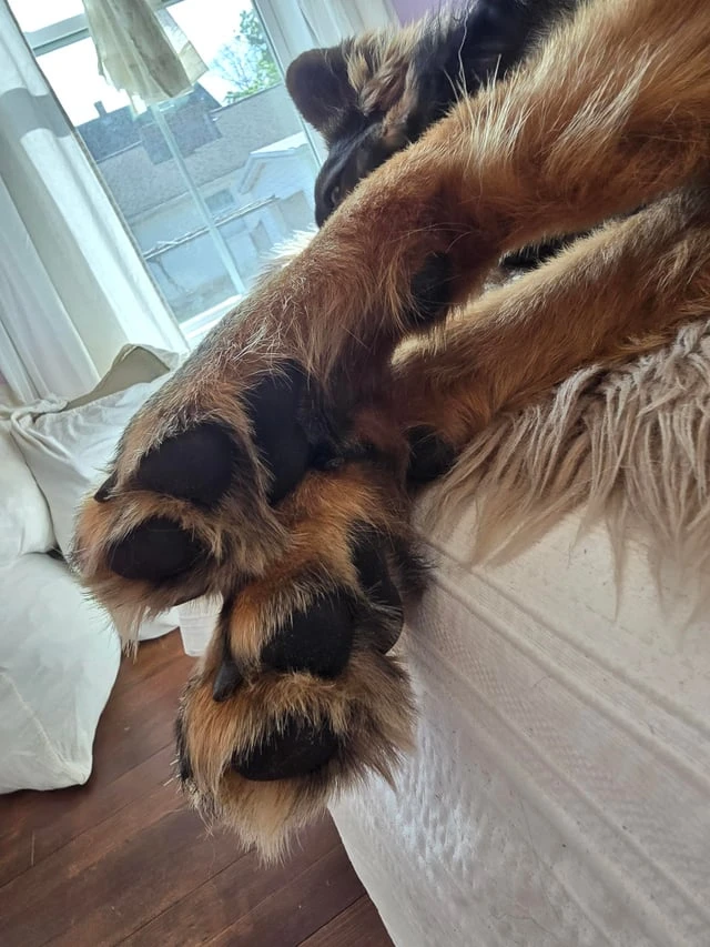 Careful trimming of paw fur and feathering on a long-haired German Shepherd with blunt scissors
