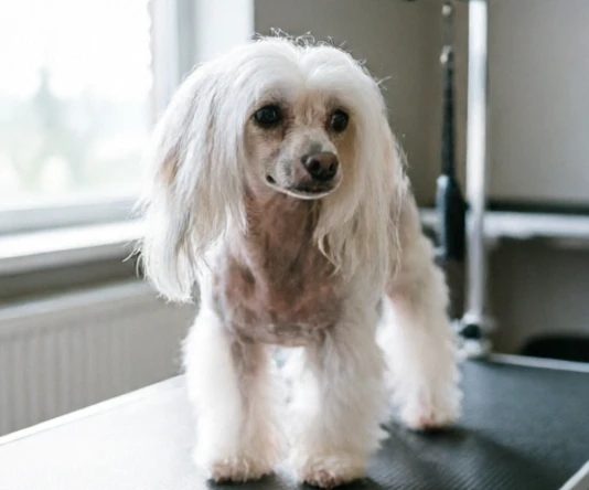 Chinese Crested Powder Puff with a silky double coat during a complete grooming routine