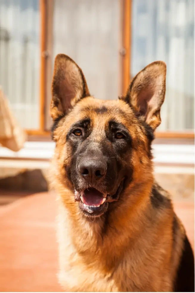 Grooming a long haired German Shepherd with a healthy flowing double coat during a complete care routine