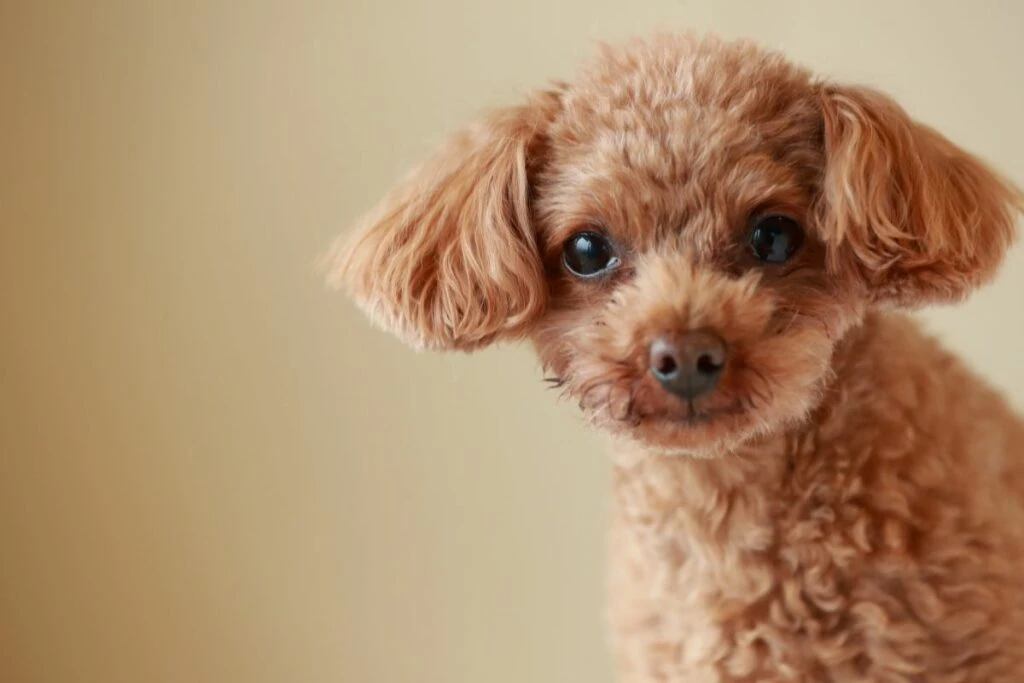 Toy poodle receiving careful home grooming with a clean curly coat and tidy appearance