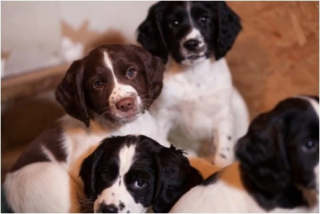 Working gundog cocker spaniel puppies for sale from field-bred parents with proven hunting drive and health clearances