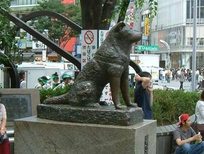 Akita dog representing Hachi: A Dog's Tale film beside a family home and train station setting