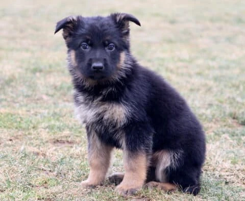 Adorable black German Shepherd puppy with a solid black coat sitting alertly outdoors in soft natural light