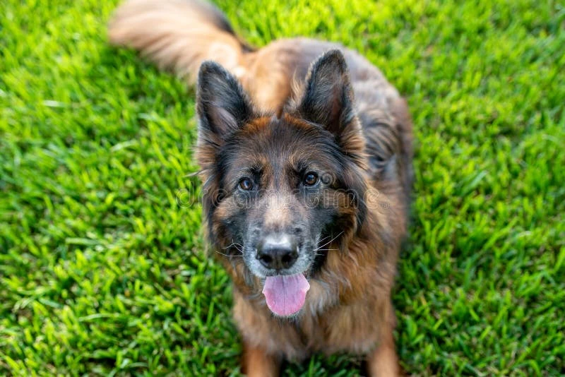 Long-haired and standard black German Shepherd coats showing different silhouettes and fur volume