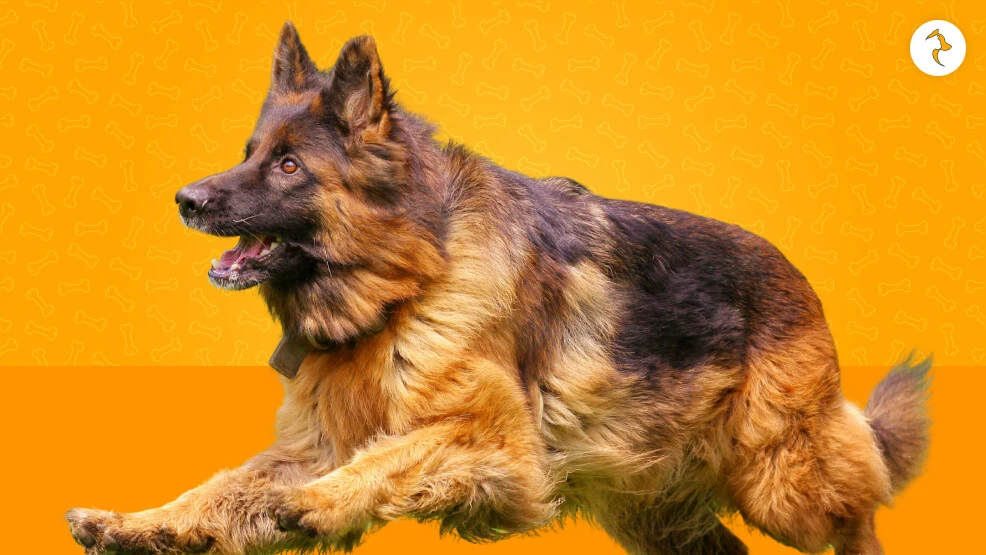 Long-haired German Shepherd double coat showing outer guard hairs and dense undercoat structure during grooming
