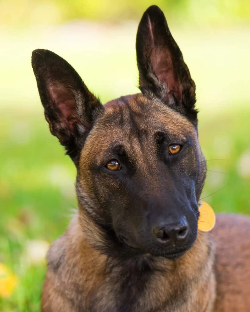 Belgian Malinois dog representing Lulu from the dog movie with working dog traits in a natural setting