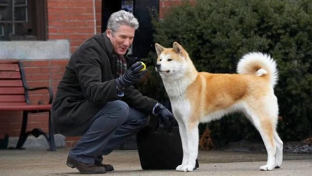 A loyal Akita dog waiting faithfully by a train station platform representing the movie about dog hachi
