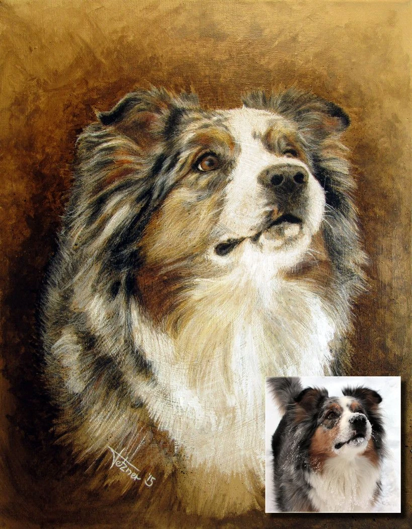 Pictures of a mini australian shepherd showing balanced proportions, expressive eyes, and a healthy merle coat