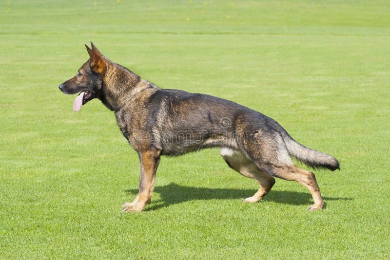 Black and tan German Shepherd standing in profile showing classic saddle pattern and tan markings on legs chest and face