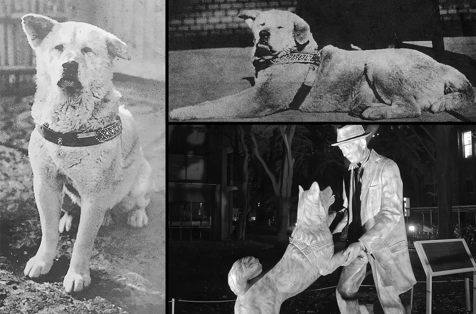 Richard Gere Hachiko movie dog story featuring an Akita Inu inspired by the famous loyal companion