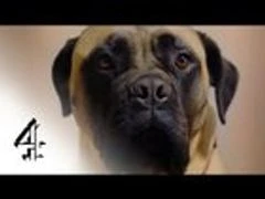 Secret Life of Dogs movie documentary-style view of real dogs exploring behavior and human bonds