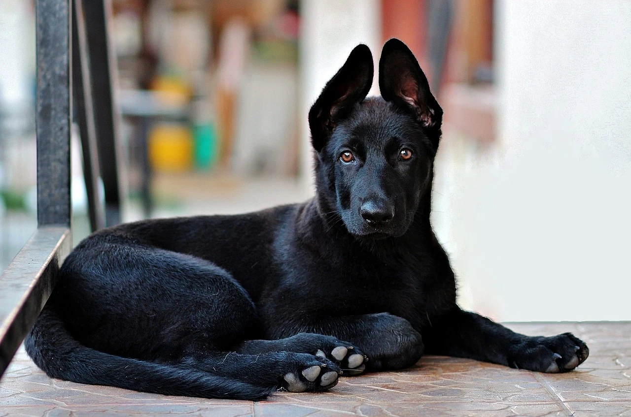 Solid black German Shepherd coat texture viewed in clear lighting with consistent dark fur across the visible body