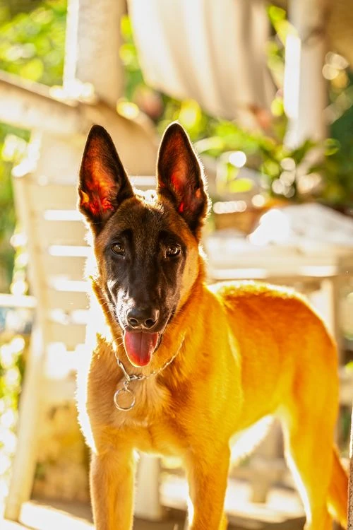 The dog from dog movie portrayed as a Belgian Malinois military companion in an emotional cinematic setting