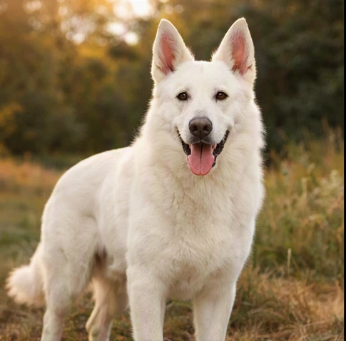 White German Shepherd stud service near me with healthy sire ready for responsible breeding evaluation